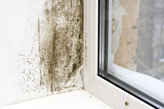 How to prevent Mould and Mildew