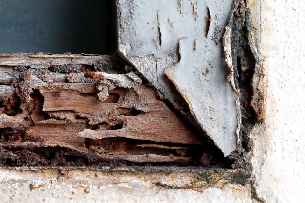 dry your home to prevent termites