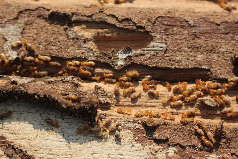 termite prevention